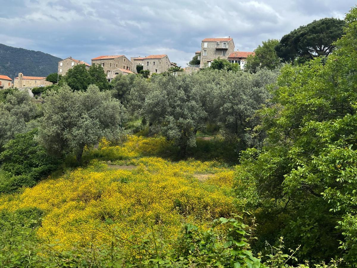 Apartamento Oliveraie D'olmiccia