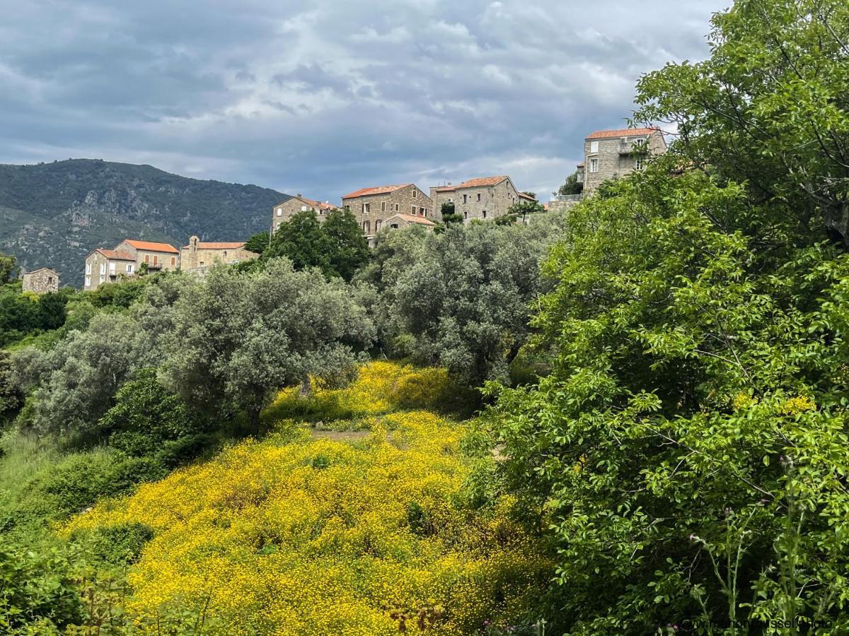 Apartamento Oliveraie D'olmiccia *